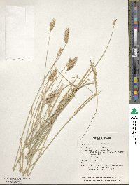 Agropyron cristatum image