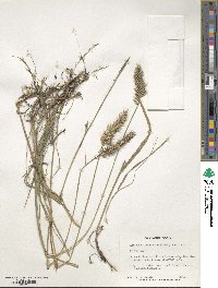 Agropyron cristatum image