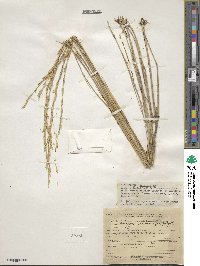 Pseudoroegneria spicata image