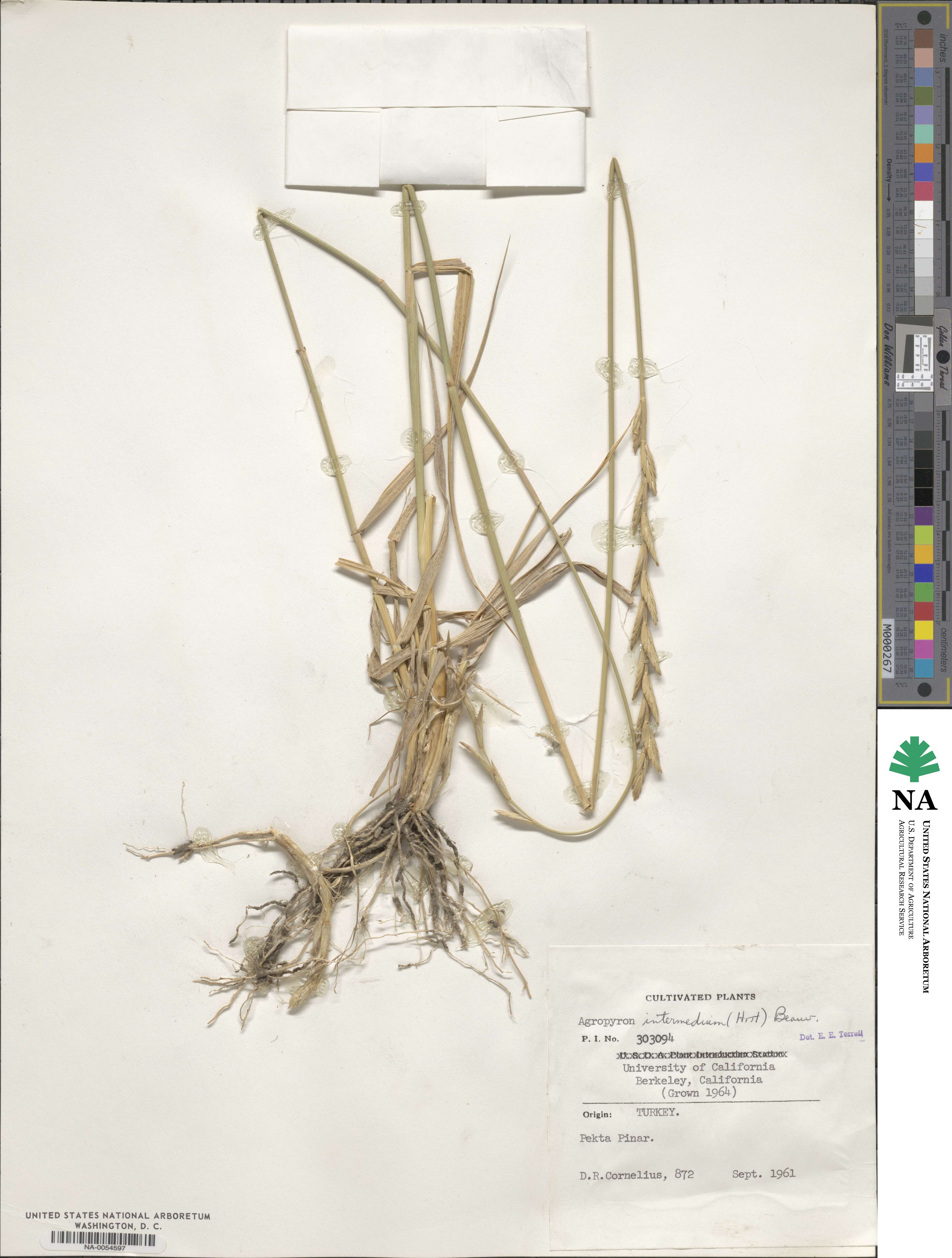 Thinopyrum intermedium subsp. intermedium image