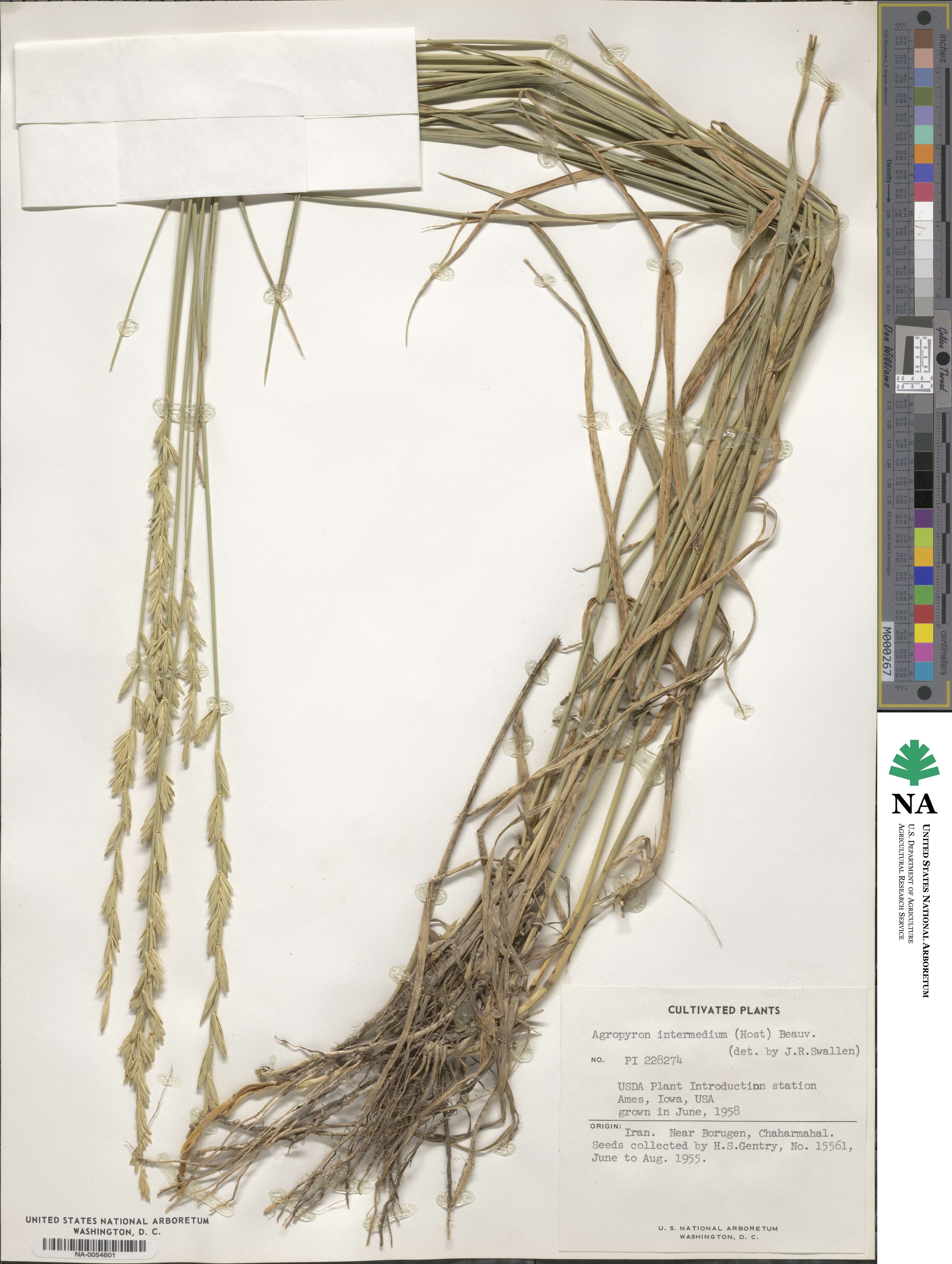 Thinopyrum intermedium image