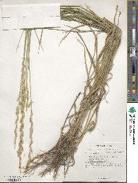 Thinopyrum intermedium subsp. intermedium image