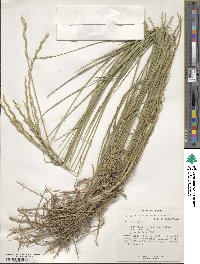 Thinopyrum intermedium subsp. intermedium image