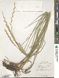 Thinopyrum intermedium subsp. intermedium image