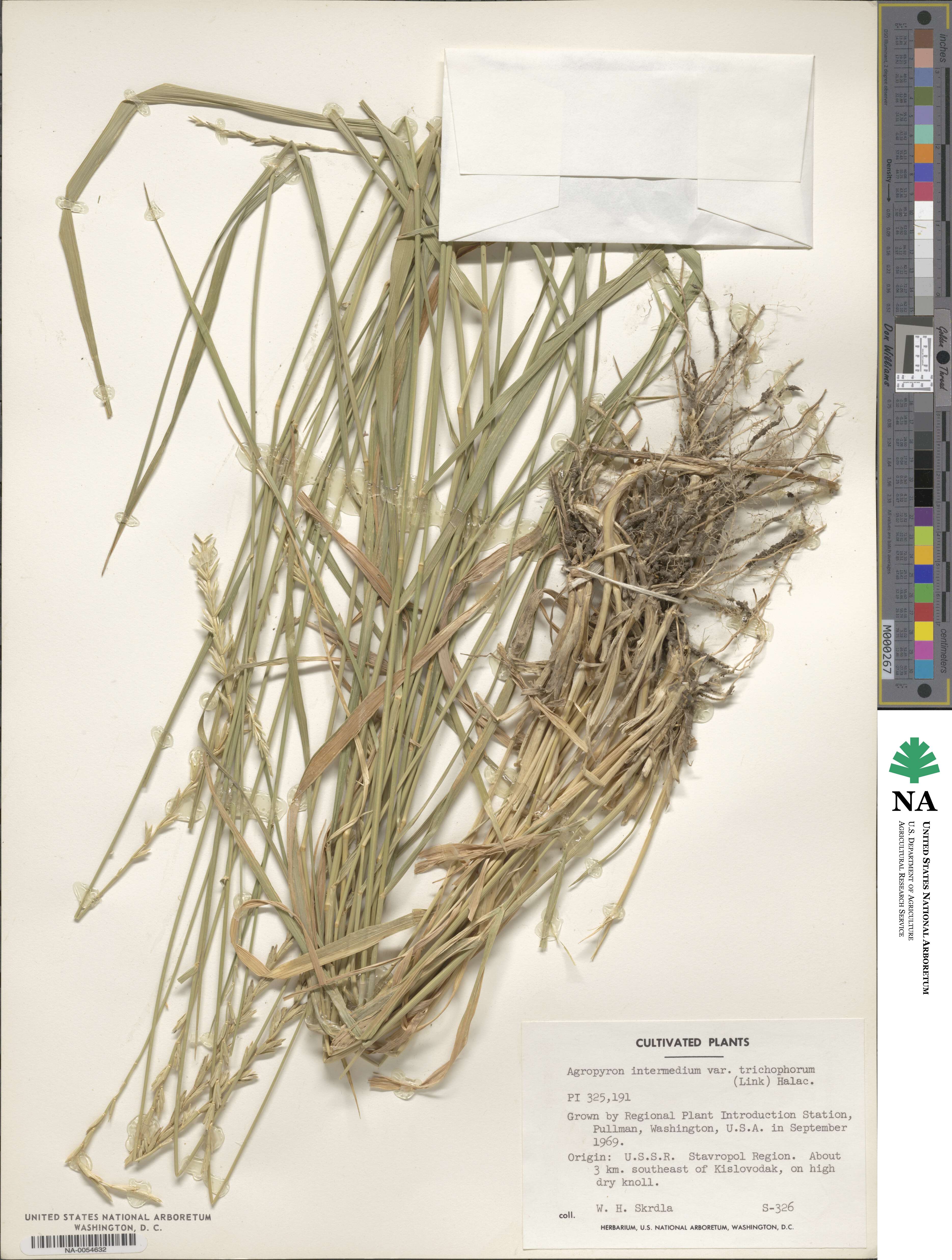 Thinopyrum intermedium image