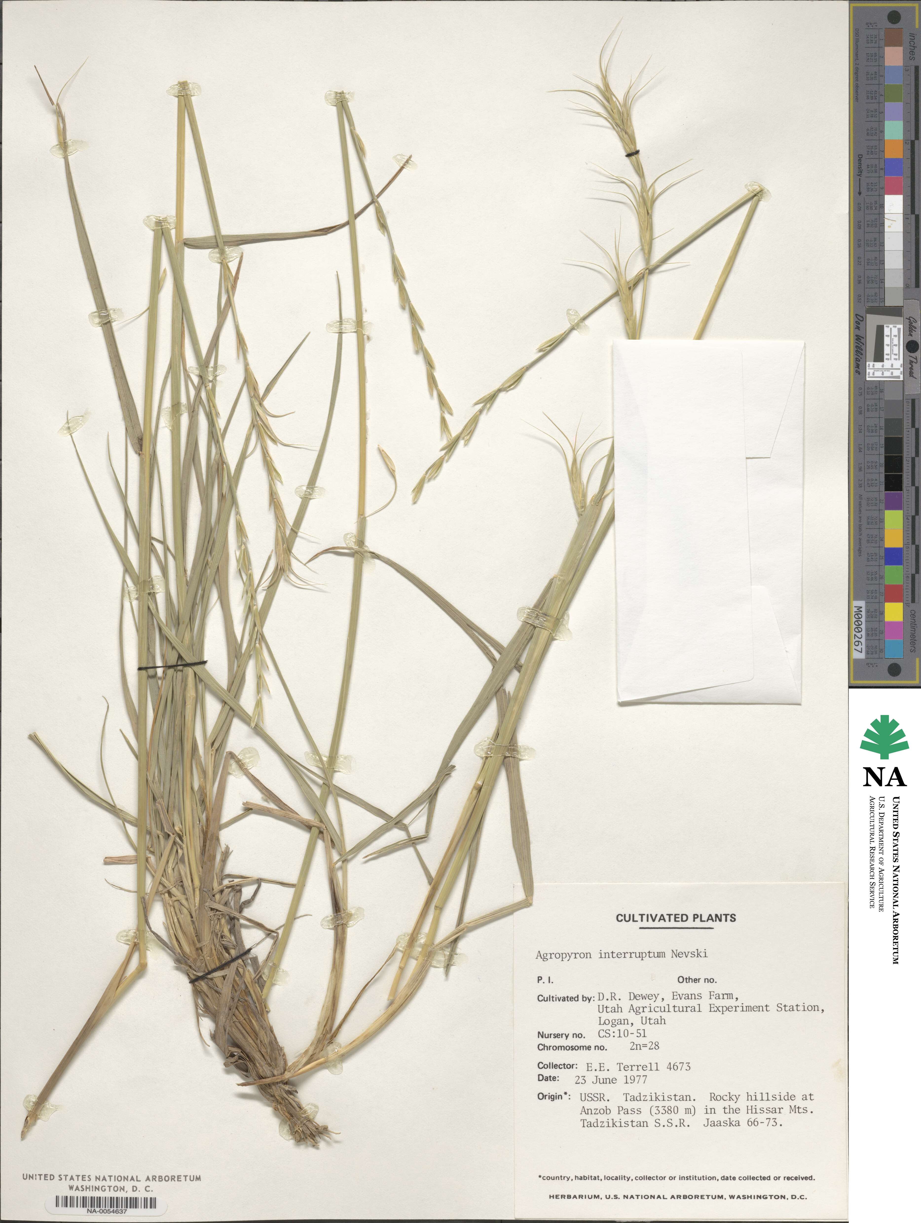 Elymus praeruptus image