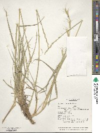 Image of Elymus praeruptus