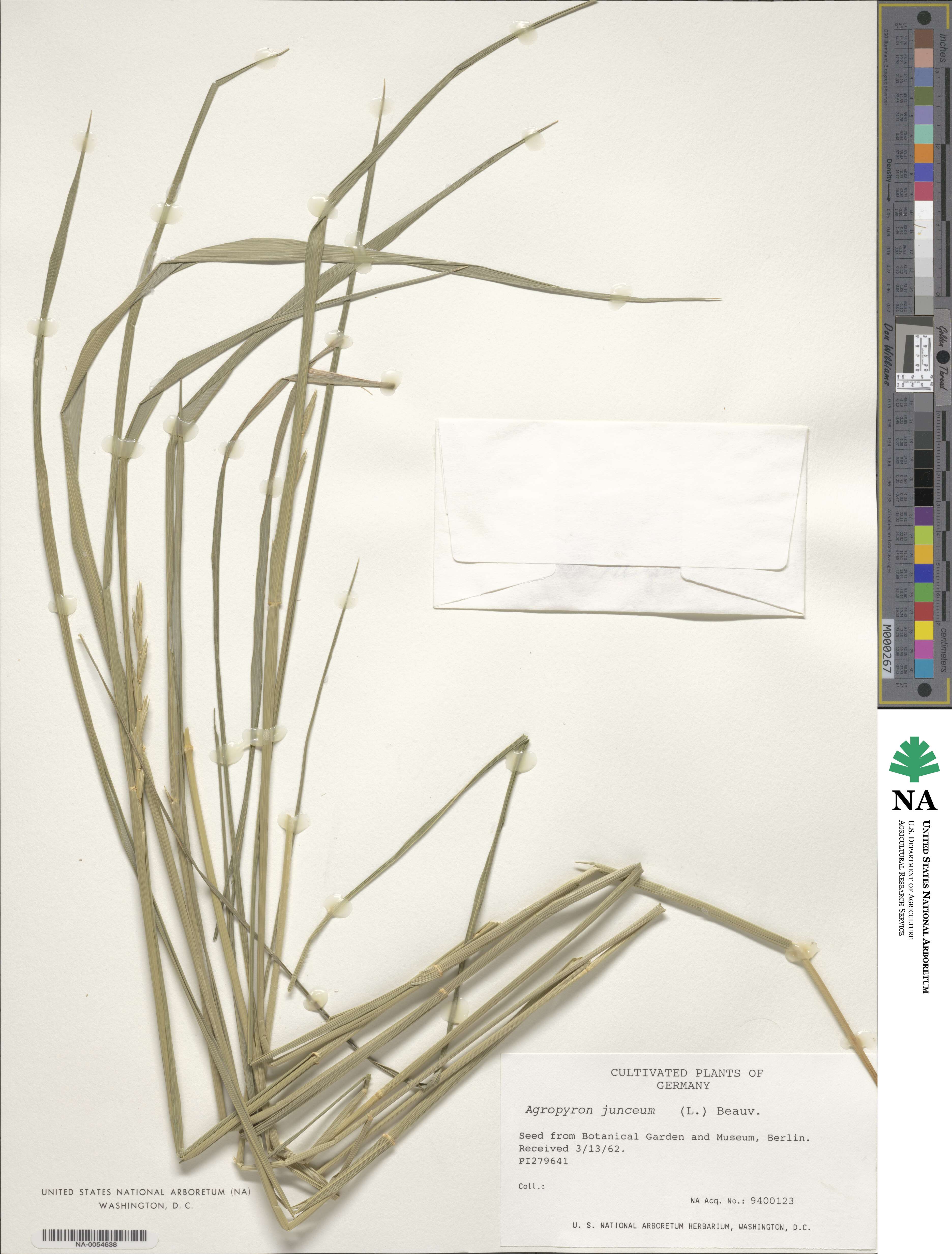 Thinopyrum junceum image