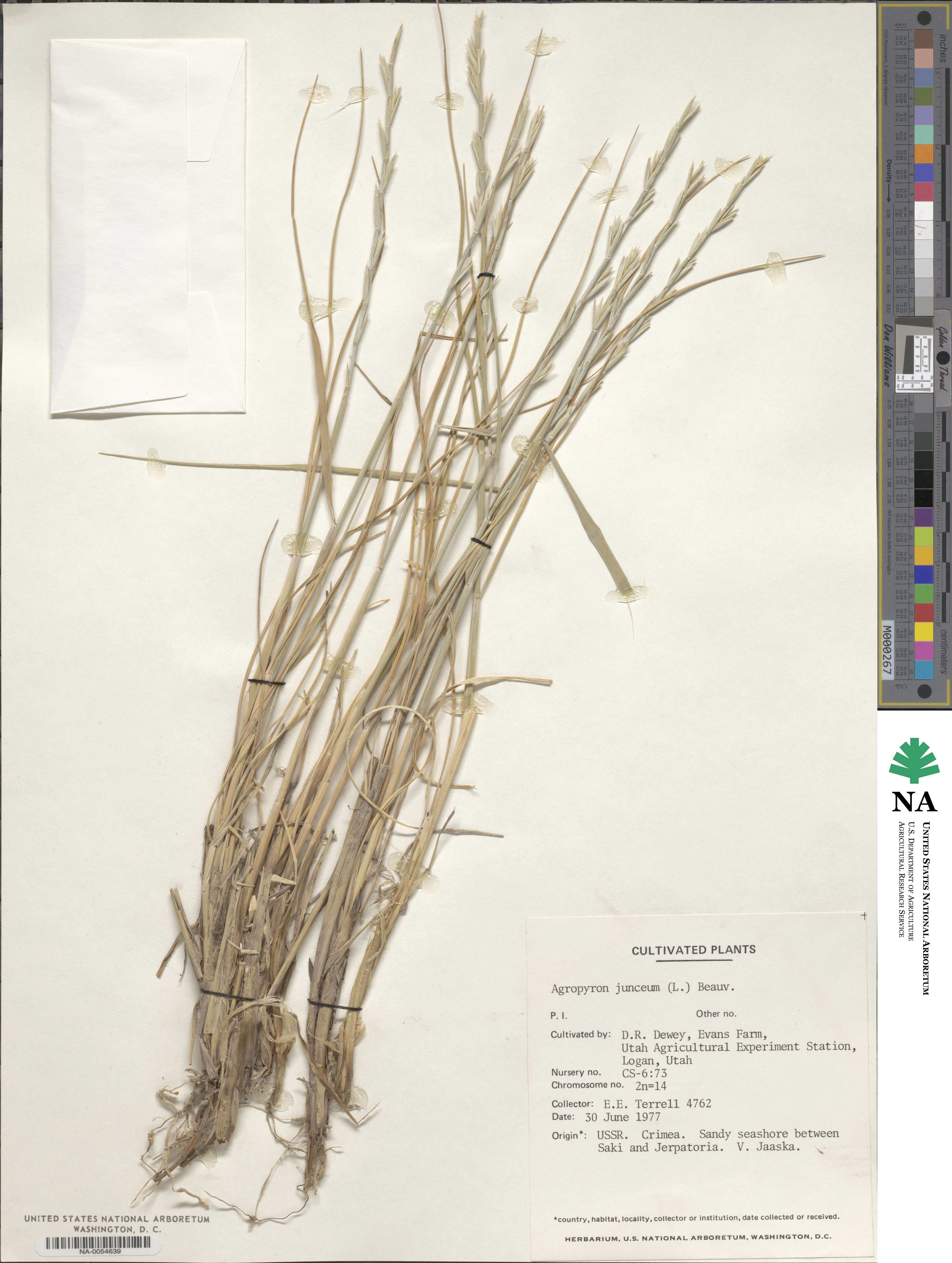 Thinopyrum image