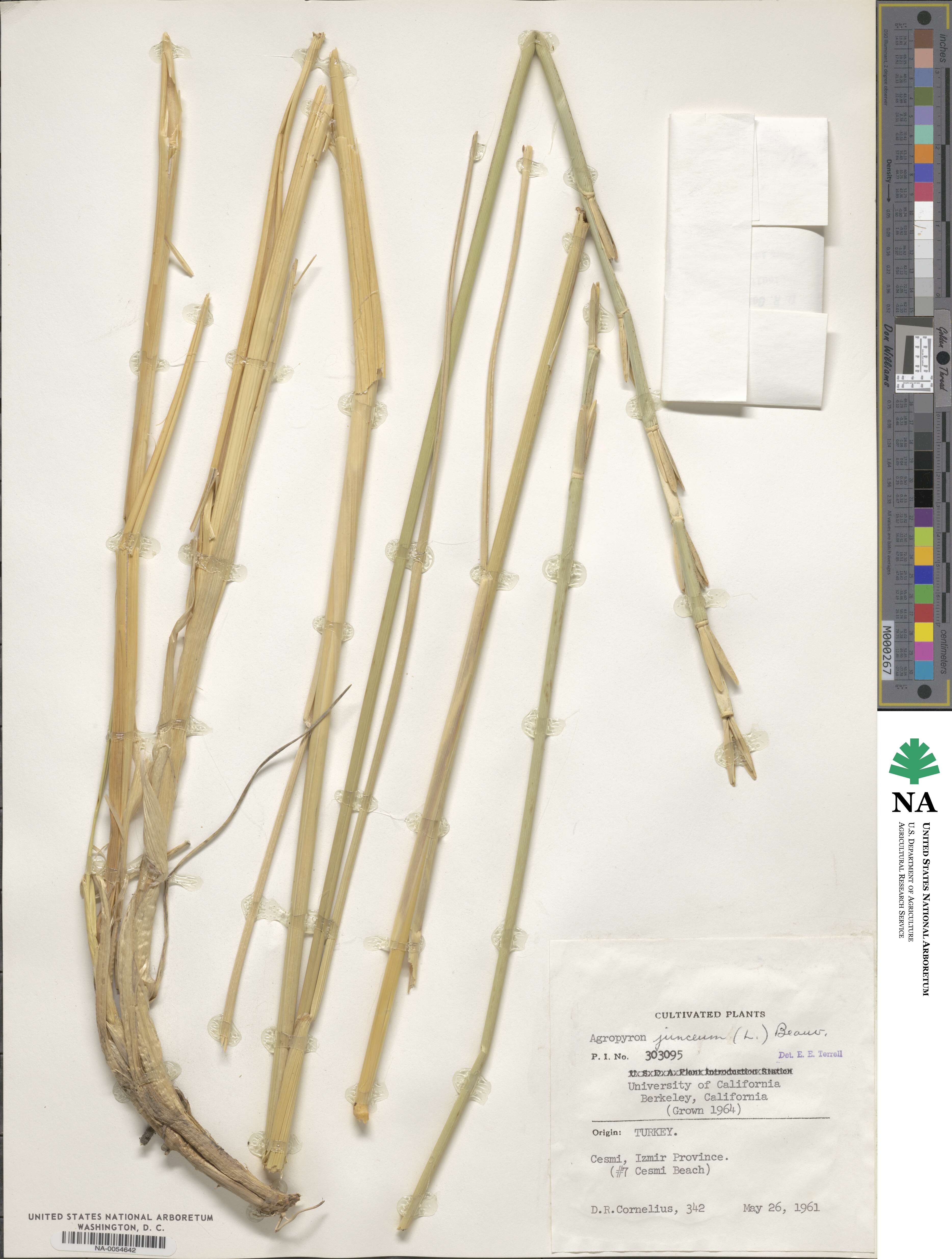 Thinopyrum junceum image