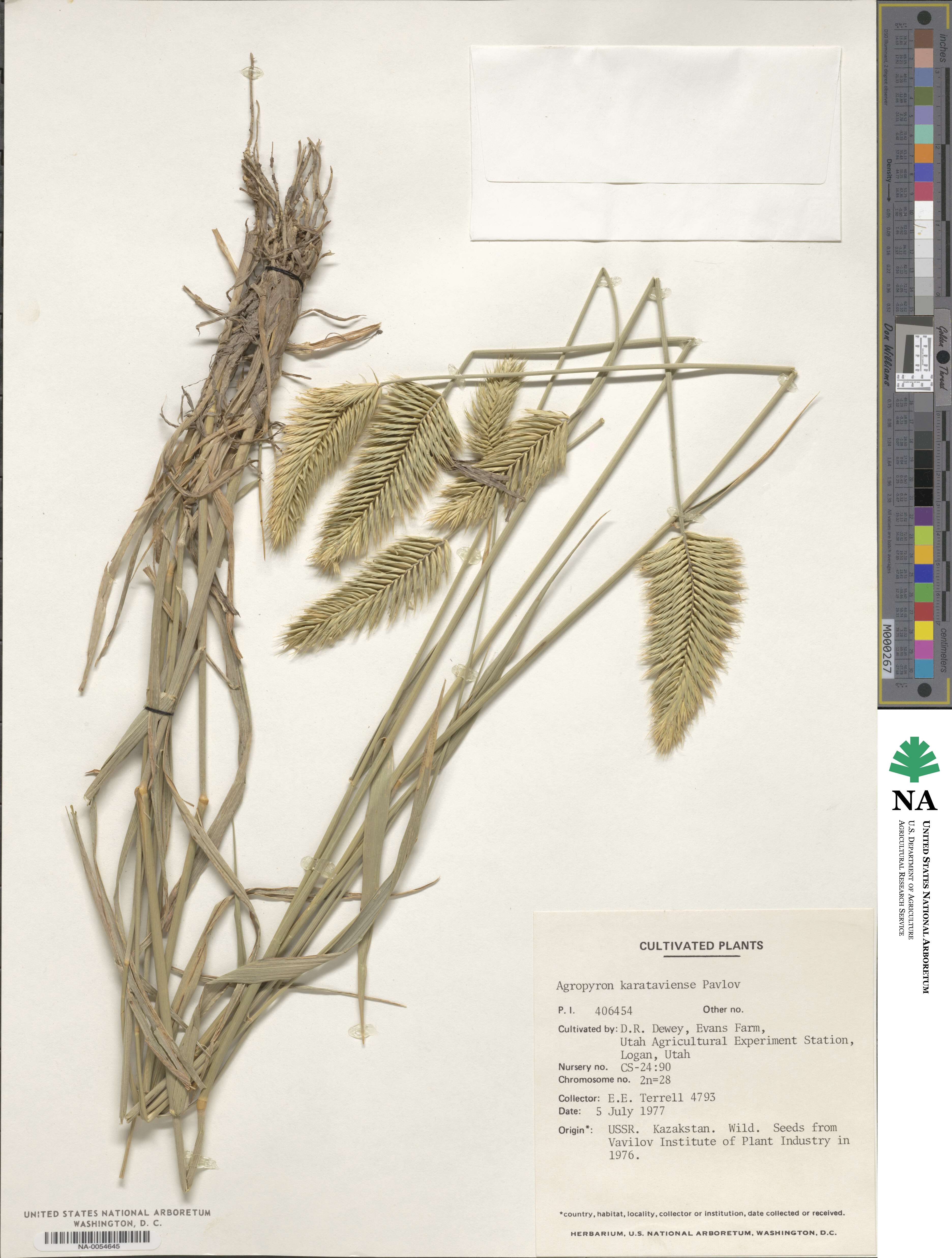Agropyron cristatum image