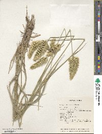 Agropyron cristatum image