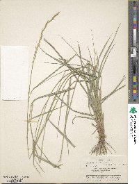 Elymus semicostatus image