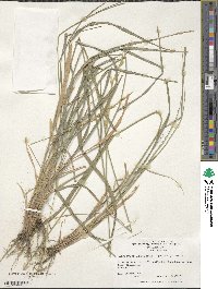 Elymus transhyrcanus image