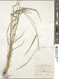 Elymus transhyrcanus image