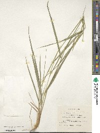 Elymus transhyrcanus image