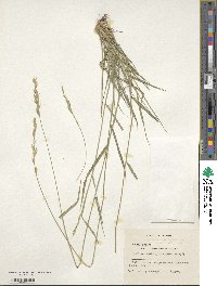 Elymus transhyrcanus image