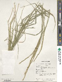 Elymus transhyrcanus image