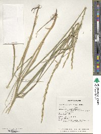 Elymus transhyrcanus image