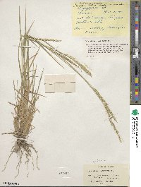 Elymus transhyrcanus image