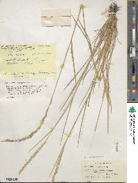 Elymus transhyrcanus image