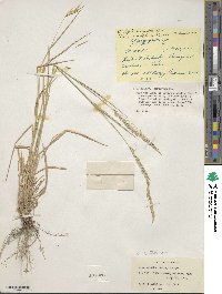 Elymus transhyrcanus image