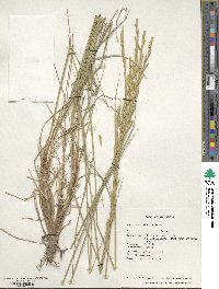 Pseudoroegneria libanotica image