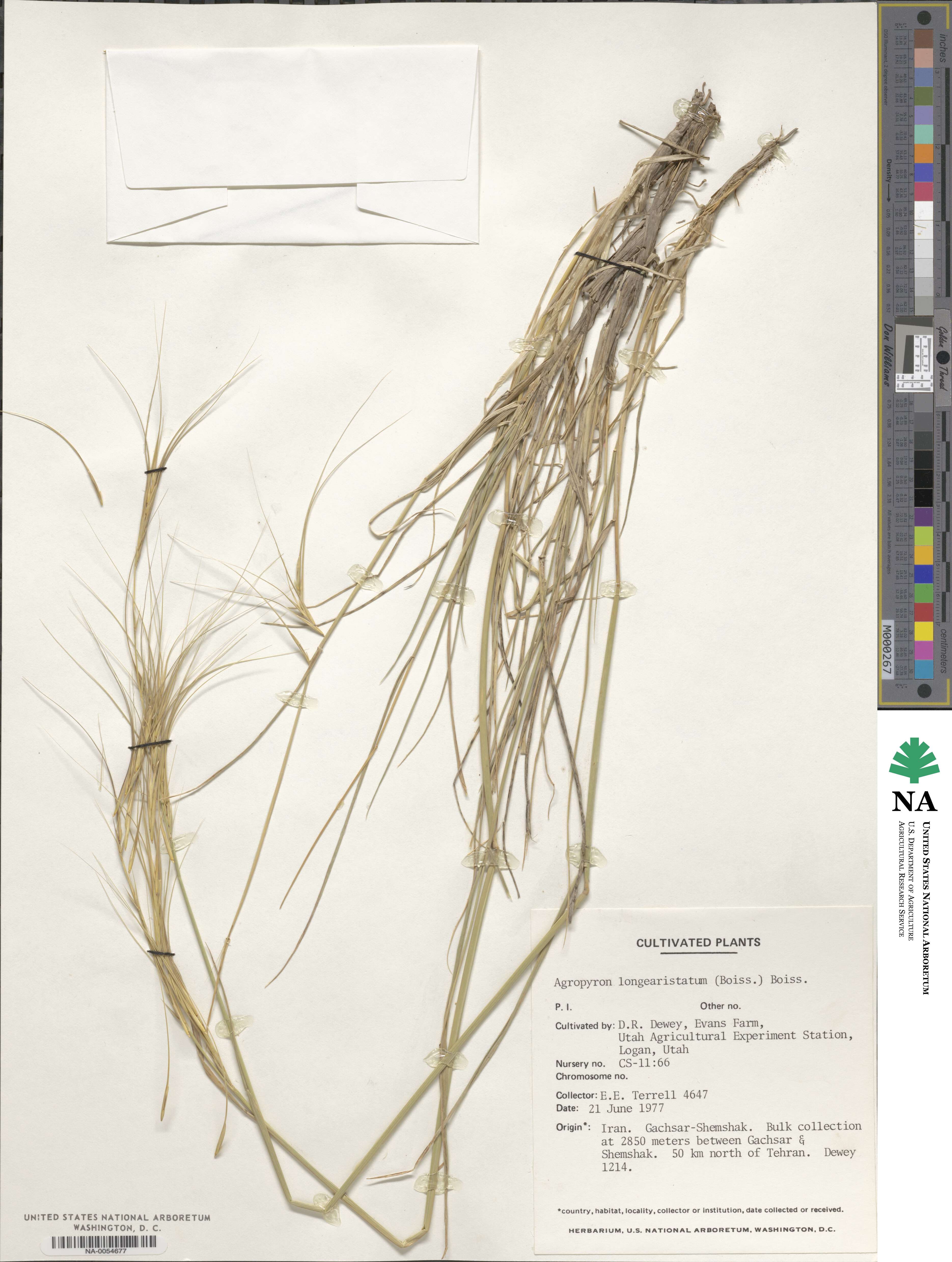 Elymus longearistatus image
