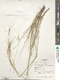 Elymus longearistatus image