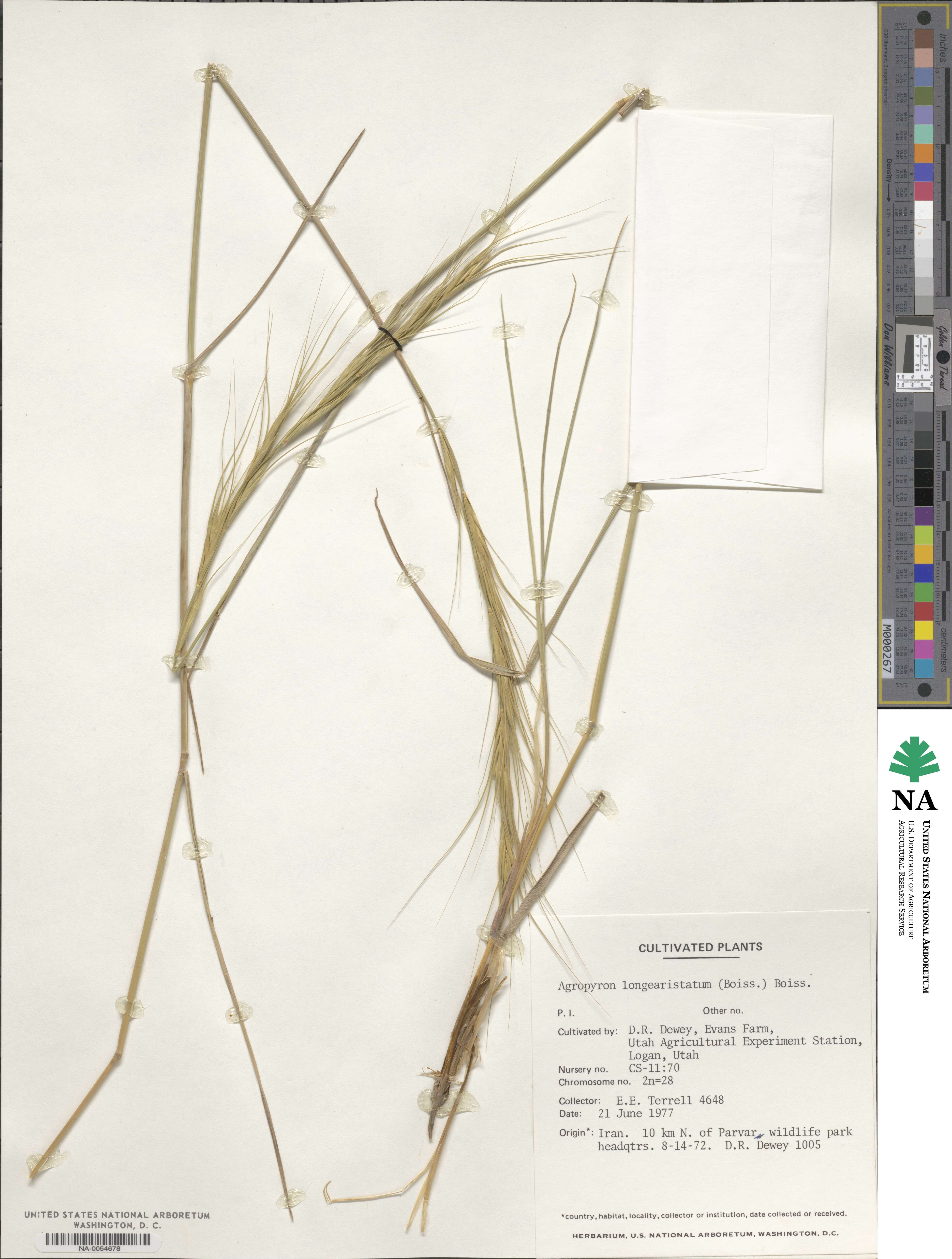 Elymus longearistatus image