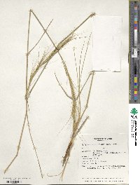 Elymus longearistatus image