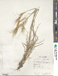 Elymus longearistatus image