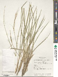 Elymus longearistatus image