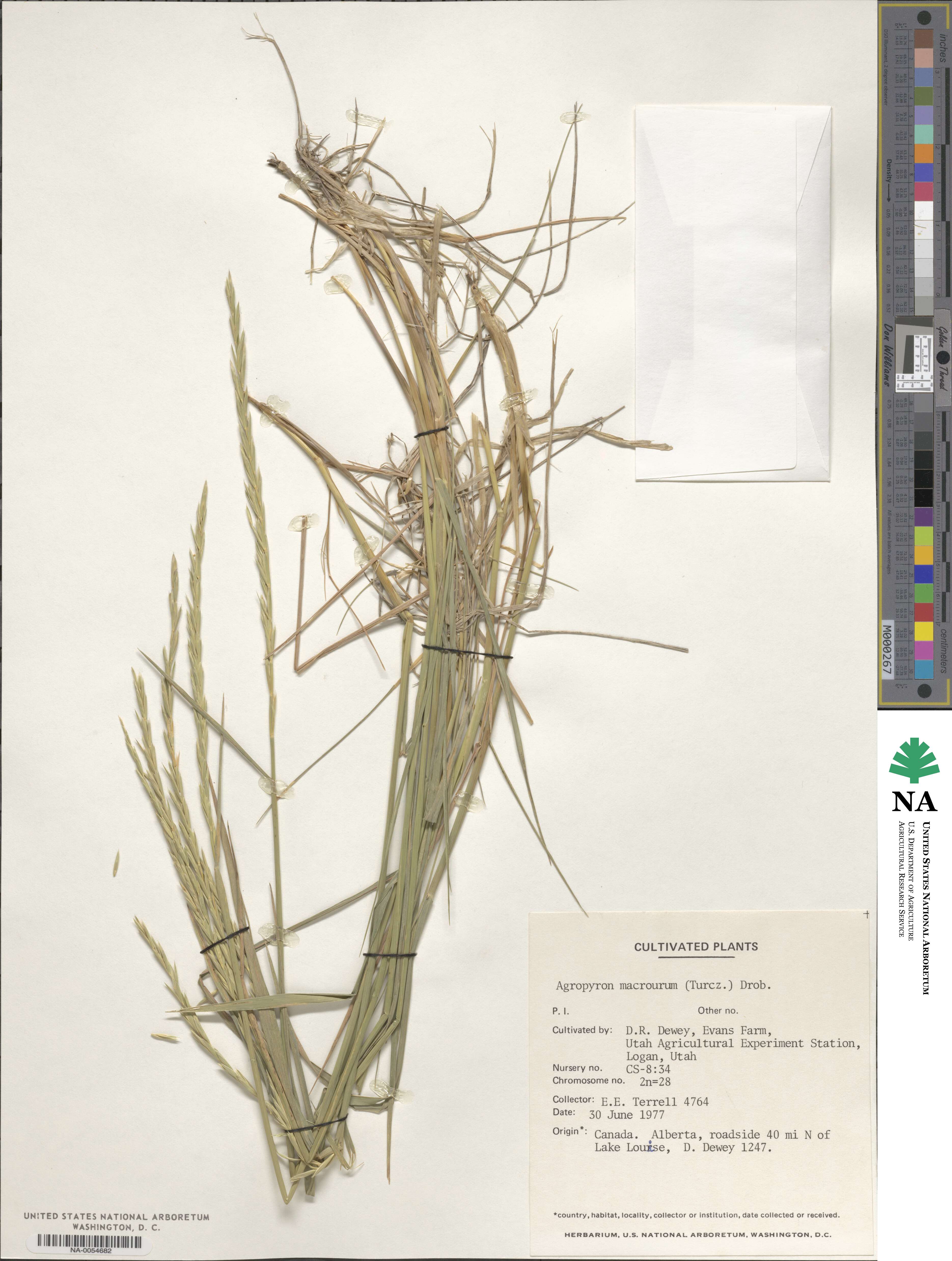 Elymus macrourus image