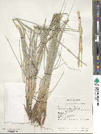 Elymus magellanicus image