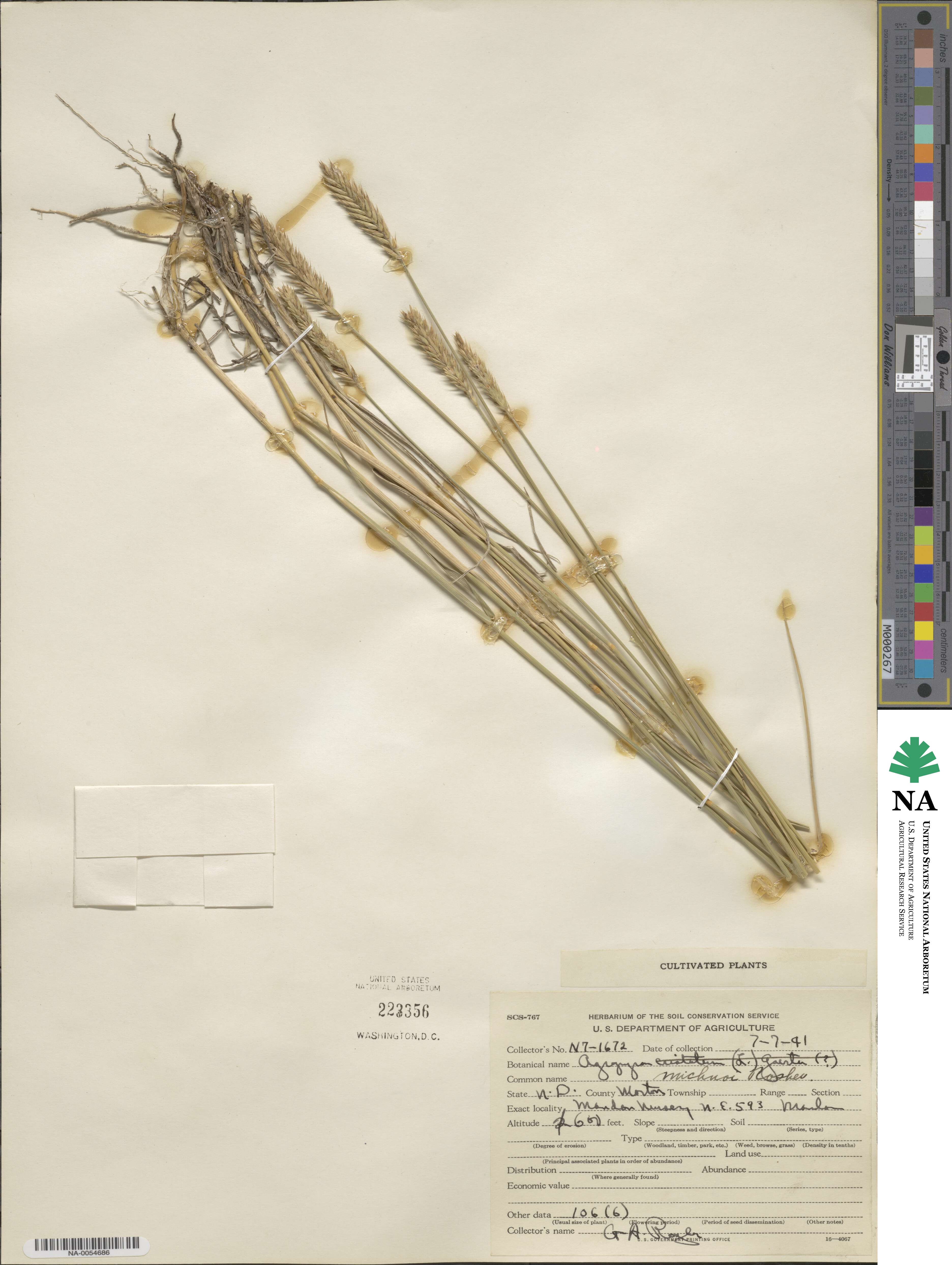 Agropyron michnoi image