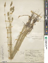 Agropyron michnoi image