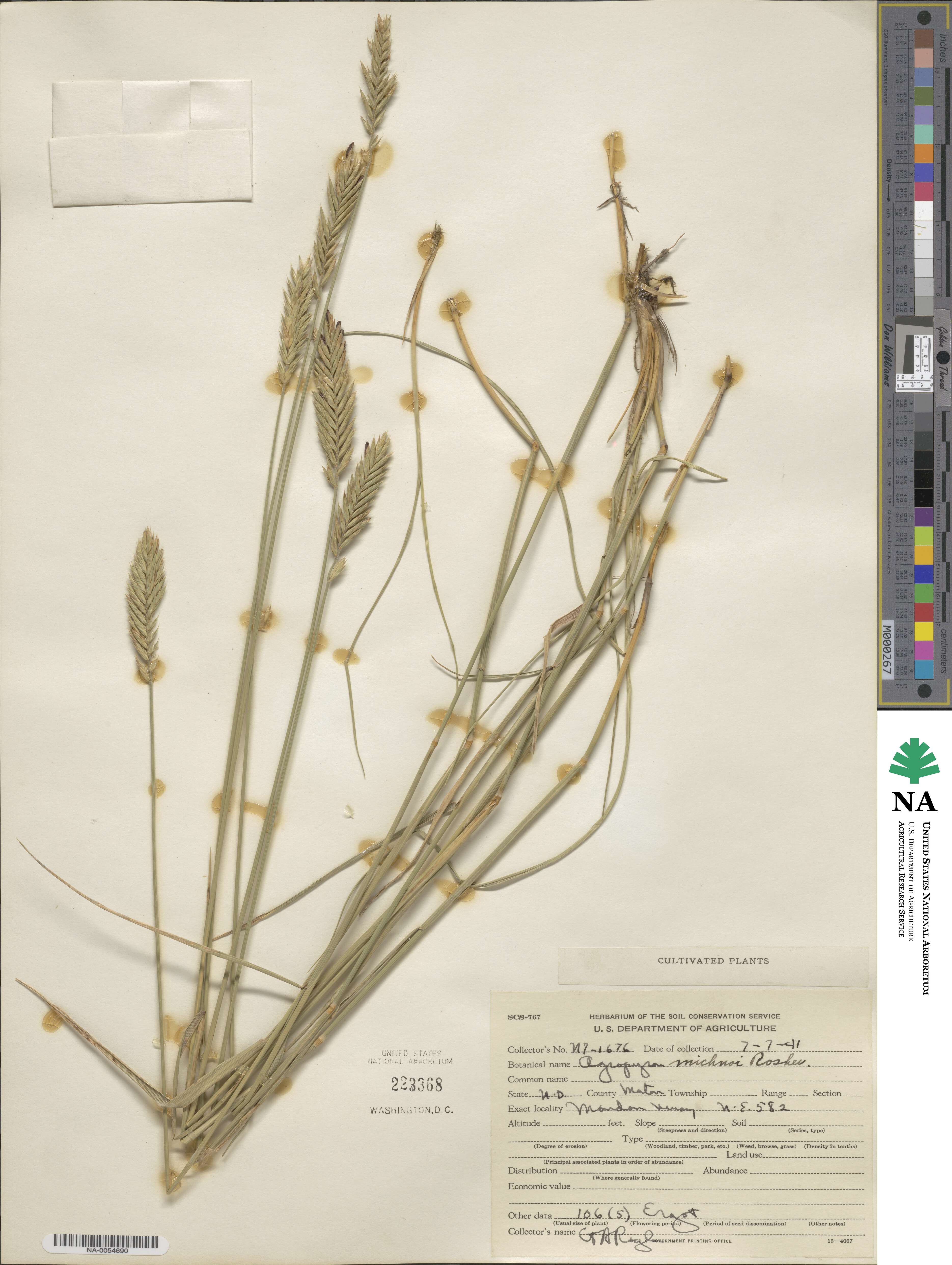 Agropyron michnoi image