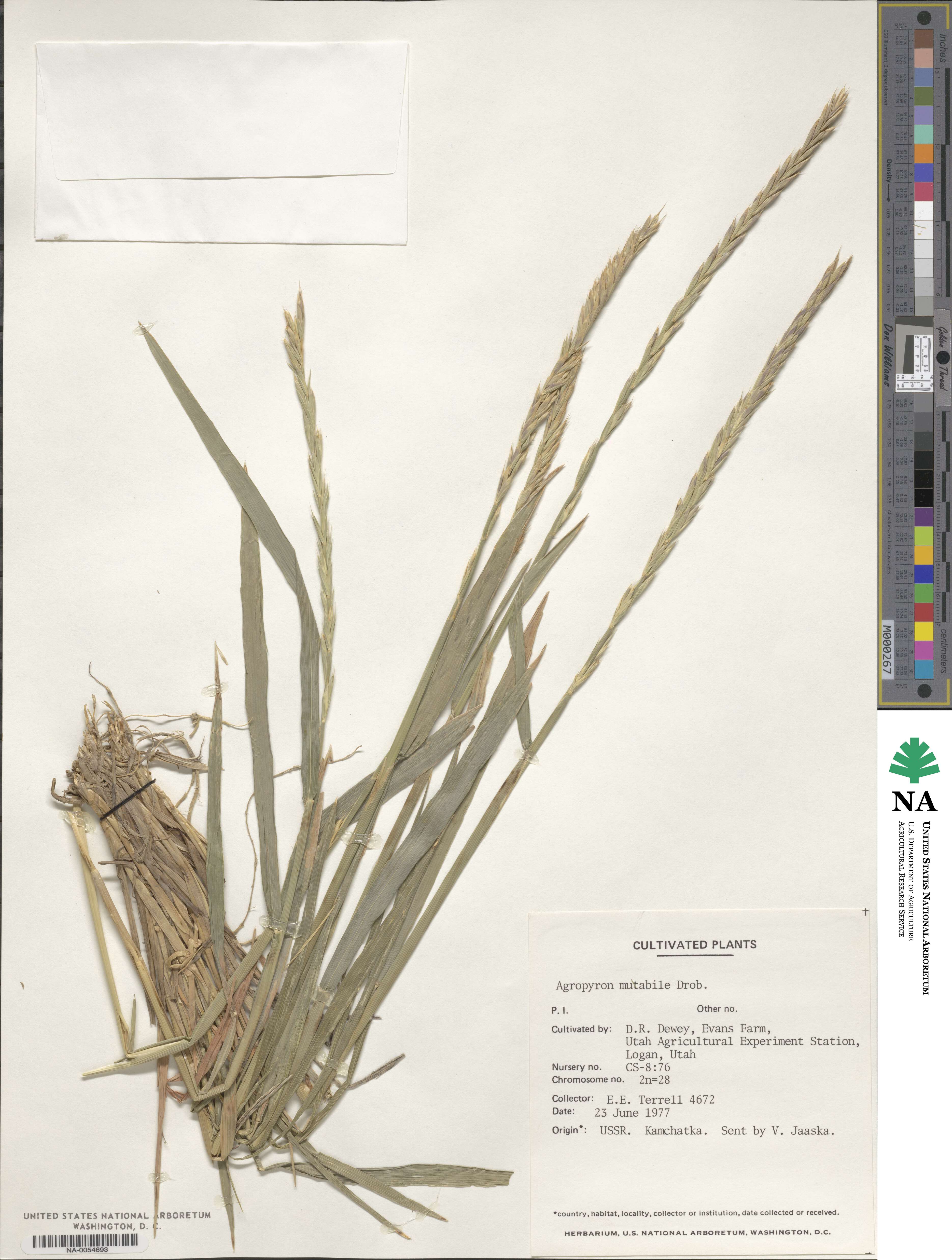 Elymus mutabilis image