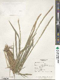 Elymus mutabilis image