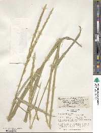 Elymus mutabilis image