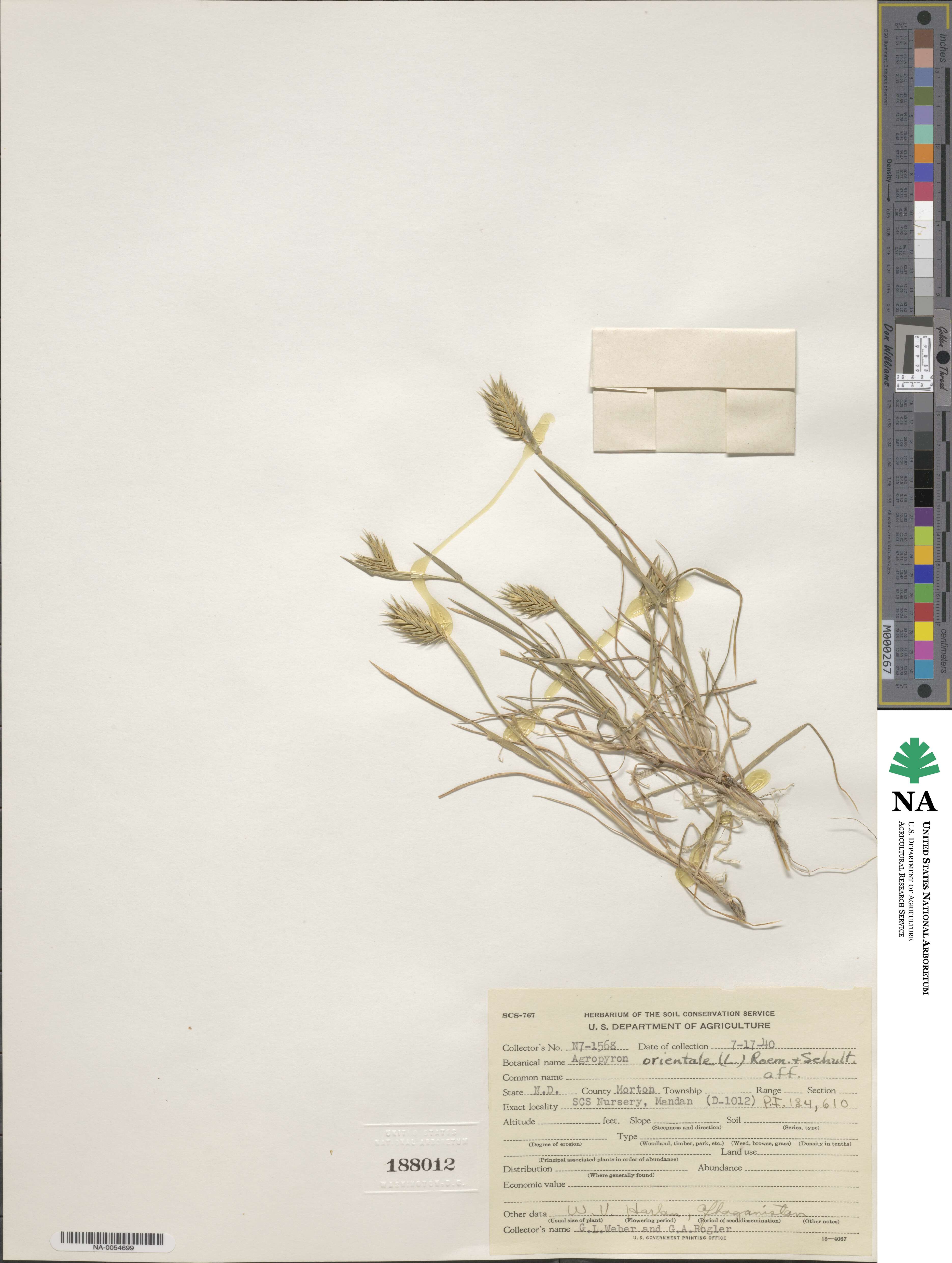 Eremopyrum orientale image