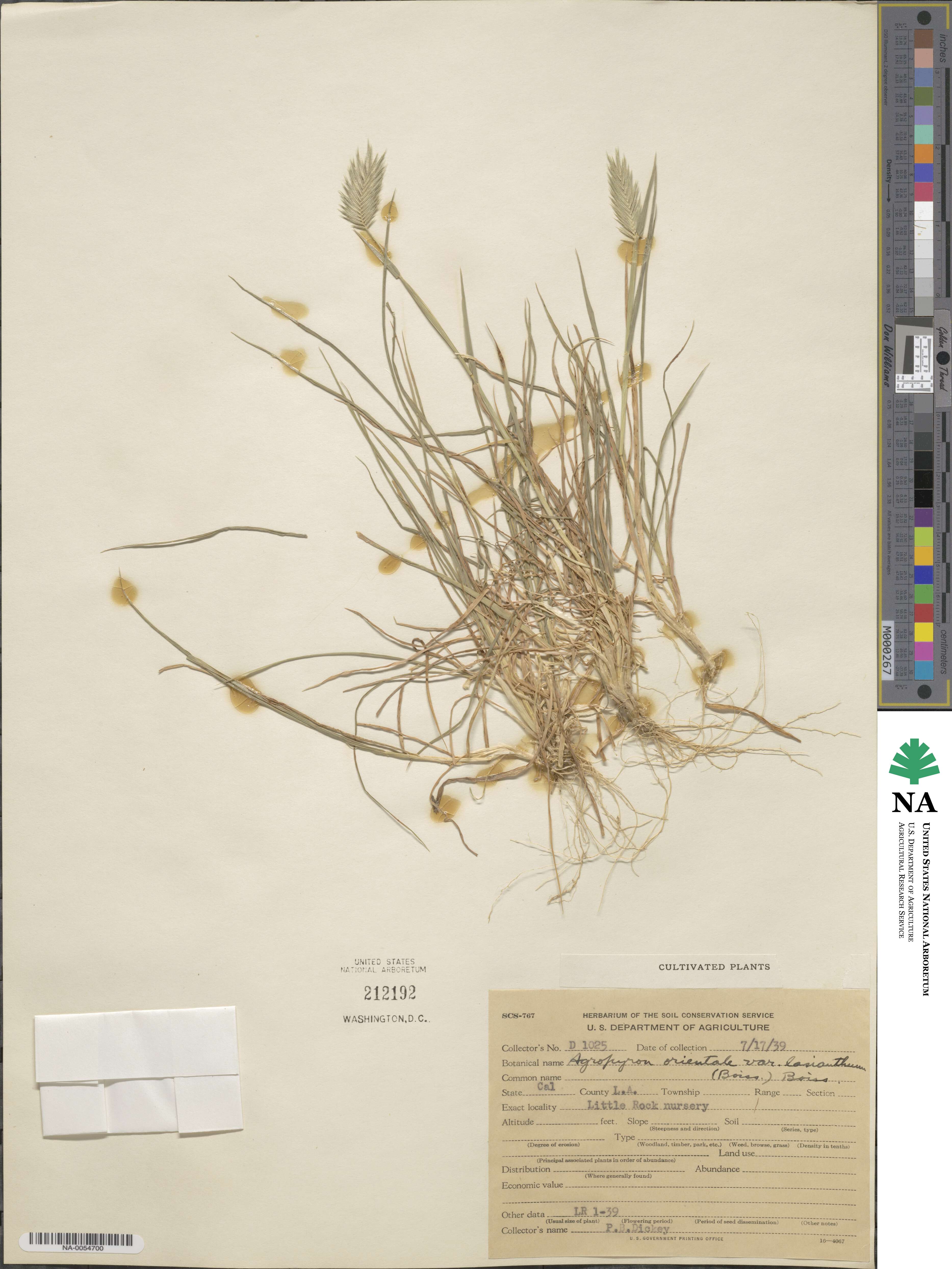 Eremopyrum distans image