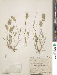 Eremopyrum distans image