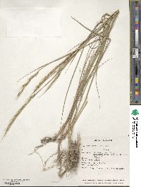 Elymus panormitanus image