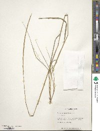 Elymus panormitanus image