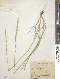 Elymus violaceus image