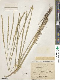 Elymus violaceus image