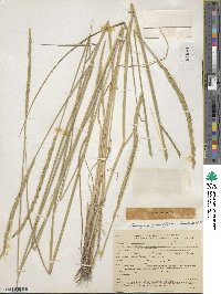 Elymus violaceus image