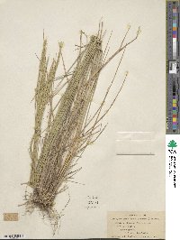 Elymus violaceus image